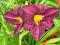 LILIOWIEC, HEMEROCALLIS OLIVE BAILEY LANGDON