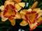 LILIOWIEC, LILIOWCE, HEMEROCALLIS ALL FIRE UP
