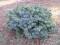 Picea pungens RIFLE BLUE _świerk (Pa)_miniatura