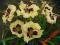LILIOWIEC, HEMEROCALLIS SILOAM URY WINNIFORD - min