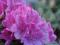 Rododendron Boursault