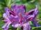 Rododendron Lee's Dark Purple