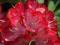 Rododendron Prinz Karneval