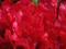 Rododendron Scarlet Wonder