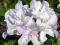 Rododendron Cunningham's White