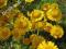 Rumian żółty - ładne sadzonki!