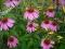 Jeżówka purpurowa bylina- ładne sadzonki!