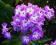 FLOKS FIOLETOWY Z OCZKIEM - PHLOX ADESSA PURPLE ST