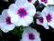 FLOKS RÓŻOWA GWIAZDA - PHLOX ADESSA PINK