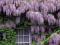 Wisteria niesamowite pnącze!!!TANIO!!!