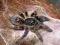 ProSpiders - Ceratogyrus meridionalis L1