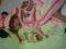 szlafrok Disney Myszka Minnie kapciuszki piękny