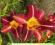LILIOWIEC, LILIOWCE, HEMEROCALLIS MARRY RED