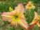 LILIOWIEC, LILIOWCE, HEMEROCALLIS G.C. BINGHAM