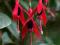 UNIKAT mrozoodporna fuksja Fuchsia 'Riccartonii'