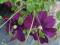 CLEMATIS WIELKOKWIATOWY 