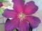 CLEMATIS WIELKOKWIATOWY 