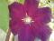 CLEMATIS WIELKOKWIATOWY 