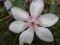 CLEMATIS WIELKOKWIATOWY 