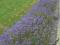 PACHNĄCA NIEBIESKA LAWENDA SADZONKI