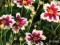 NOWOŚĆ! NACHYŁEK (COREOPSIS) RUBY FROST