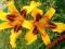 LILIOWIEC, LILIOWCE, HEMEROCALLIS MISSION BELLS