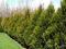 Thuja Aureospicata brabant Szkołka żywopłot 150cm