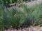 Kostrzewa popielata, kostrzewa sina Festuca sadzo