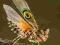 Modliszka motyl ! Pseudocreobroter wahlbergii
