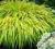 SADZONKA TRAWA HAKONECHLOA ALL GOLD