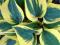 Funkia AUTUMN FROST  hosta do cienia