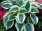 Funkia BLUE IVORY  hosta do cienia