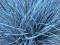 Kostrzewa sina-niebieskie kępki