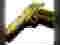 GANGSTERS.pl konto 325 level, poziom gangsters gra