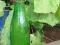 Stara Butelka - zielona 0,3 litra
