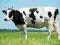 Krowy, Jałówki oraz Perwiastki atr kredyt 0,7%