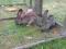 BOS Belgijski Olbrzym Szary samica zakocona 8,5kg