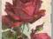 pocztówka RÓŻE CZERWONE Klein
