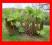 ===&gt; GUNNERA MANICATA - 20 nasion &lt;==