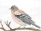 Akwarela, Ptaki, ZIĘBA, Format 21x29,7cm