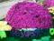 Chryzantema gruntowa ' PINK LADY'' -róża,liliowiec