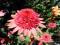 Echinacea,jeżówka,,Raspberry Truffle'' zjawiskowa