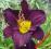 LILIOWIEC, LILIOWCE, HEMEROCALLIS BELLA LUGOSI