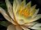 LILIA WODNA Nymphaea  INNER LIGHT jasnożółta
