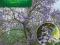 Cesarskie drzewo, Paulownia omszona - 0,1g