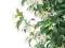 JASMINUM jaśmin pnący biały 60cm urocze altana