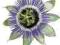 10 x CAERULEA WHITE PASSIFLORA sadzonka P9 30-50cm