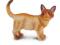 COLLECTA FIGURKA KOT BIRMAŃSKI STOJĄCY