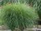 Miscanthus sinensis 'Gracillimus' - Miskant
