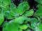 Pistia rozetkowa pływająca 30 szt  XXL 20cm